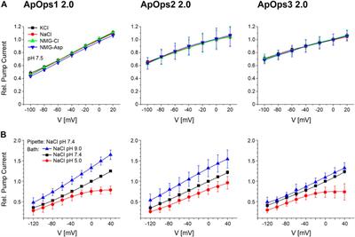 Modified Rhodopsins From Aureobasidium pullulans Excel With Very High Proton-Transport Rates